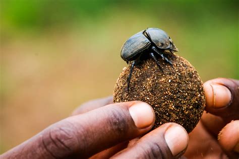  The Dung Beetle's Dilemma: Une Exploration de la Perseverance et du Destin dans le Folklore Philippin!