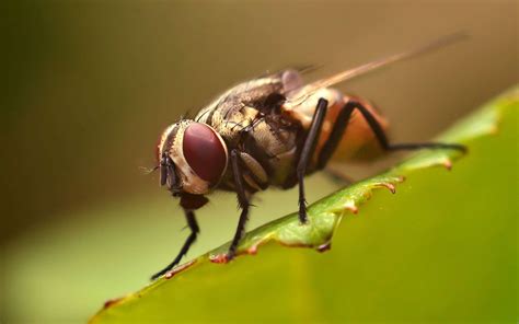  Mouche-la-Tête-Qui-Parle : Un Conte Brésilien Millénaire Dévoilant les Mystères de la Nature !